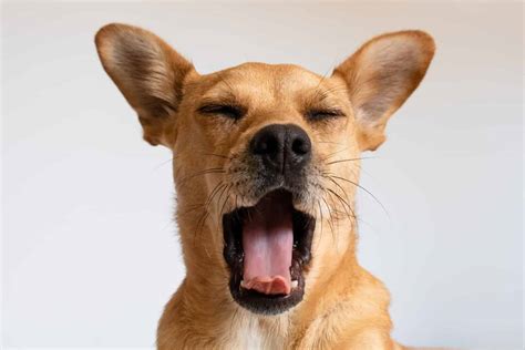 Dog signs: Pay attention to your dog's eyes, ears, paws and tail
