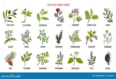 Anti Fungal Herb at Kai Deacon blog