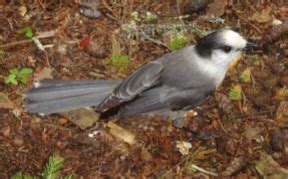 Nature Note 3: Northern Forest Mascot: Gray Jay - Maine Bureau of Parks ...