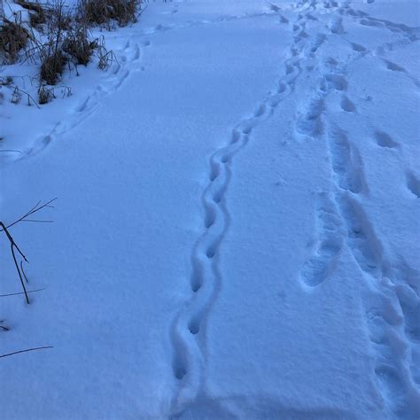 Tracks in heavy snow on our pond in Southwestern Wisconsin. Is it our ...