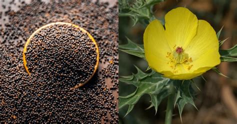 Mustard Oil, Allegedly Mixed With Argemone Seed Claims One Life In ...