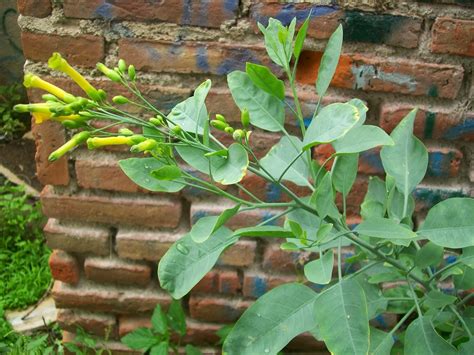 What Causes Hemorrhoids: Hemorrhoids therapy