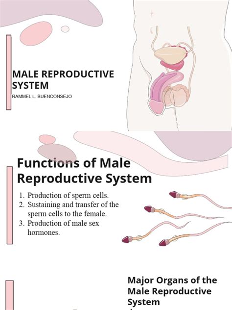 Image result for Male Reproductive System Example