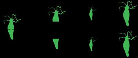 Difference between regeneration and vegetative propagation - Brainly.in