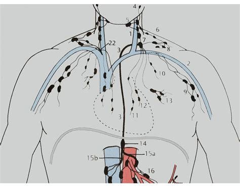 Image result for Lymphatic Trunks Function Diagram