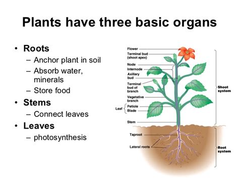 Basic Plant Structure 的图像结果