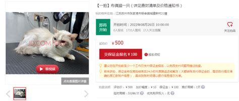 又有猫被法拍了！13只猫因主人欠钱不还被拍卖，新主人会给猫咪好生活吗？ - 周到上海