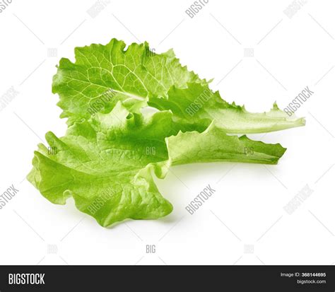 Salad Leaf Types at Carole Spears blog