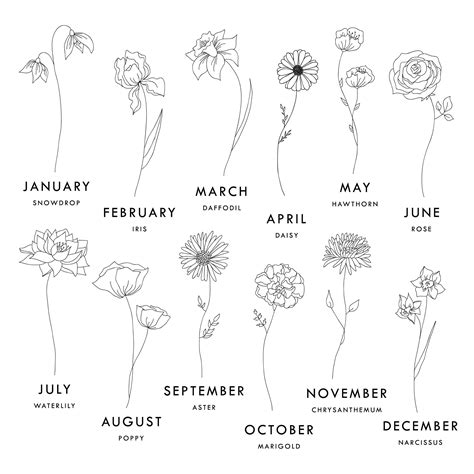 12 Birth Flower Line Art Illustrations – Minimalist Floral Clipart PNG ...