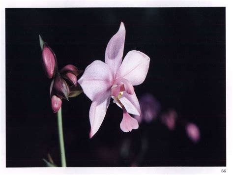 The Spiritual Significance of Flowers - Book by 'The Mother'