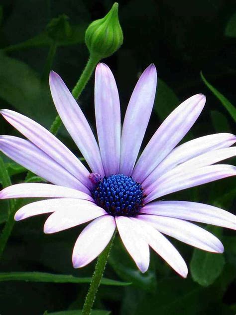 Dimorphotheca Flower Seeds – seed and plant