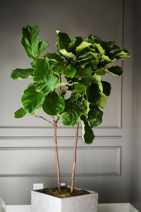 How To Grow A Fiddle Leaf Fig Tree Indoors at Edward Criss blog