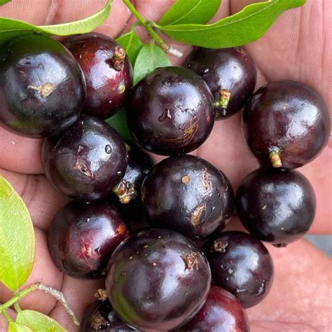 Get Jaboticaba Fruit, Live Plant for All Climate at VeliyathGarden ...