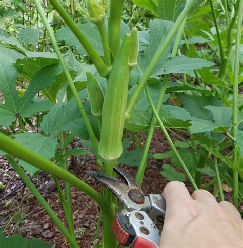 Okra Plant