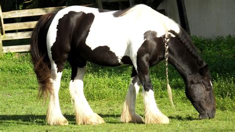 Horse Breed Gypsy Vanner at Willie Mixon blog