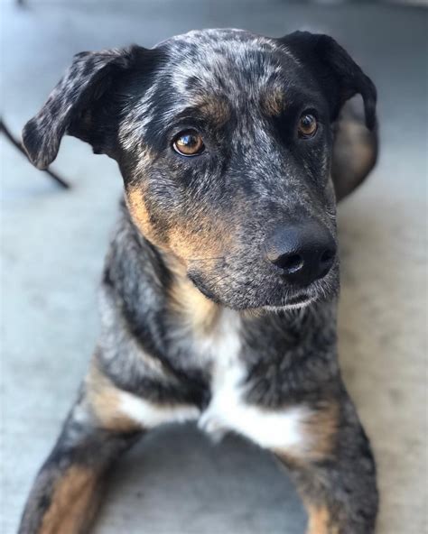 Catahoula Leopard Australian Shepherd Mix For Sale at Nathan Dates blog