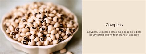Cowpeas– Health Benefits, Uses and Important Facts - PotsandPans India