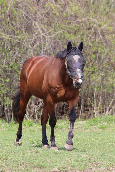 Dents in chest : r/Horses