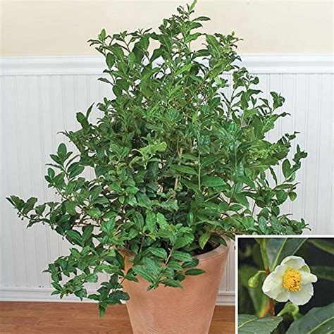 Royal Paradise Garden Camellia sinensis Evergreen Shrub"Tea" Plant 5 ...