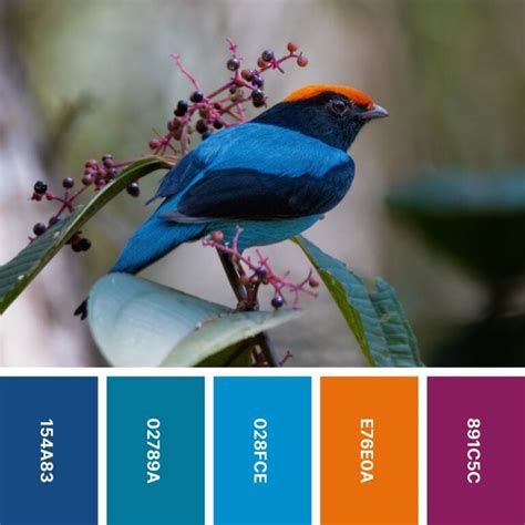 Nature Color 的图像结果