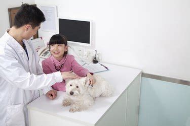 Use of Terramycin in Poultry | Cuteness
