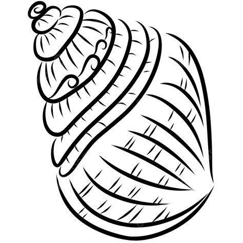 Image result for Easy Shell Line Drawings