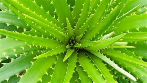 Download Aloe Vera Leaf Pattern Wallpaper | Wallpapers.com
