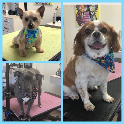 Fully Groomed Dogs – Toms River, NJ – Salty Dog Grooming