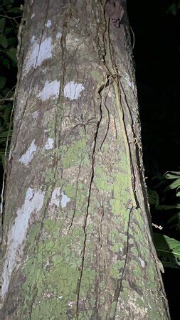 Abel Bustamante - Tour Guide (Manzanillo) - 2022 What to Know Before ...