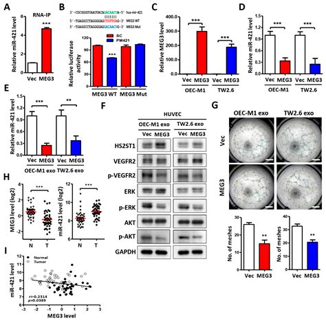 MEG3-Mediated Oral Squamous-Cell-Carcinoma-Derived Exosomal miR-421 ...