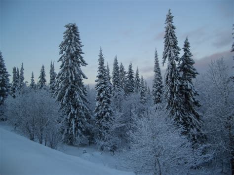 Climate and geography of taiga ~ Jungle World