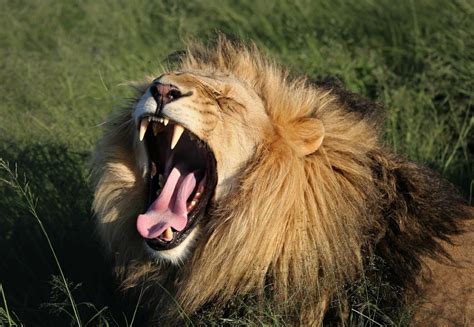 10 Facts About Big Cats - FOUR PAWS International - Animal Welfare ...