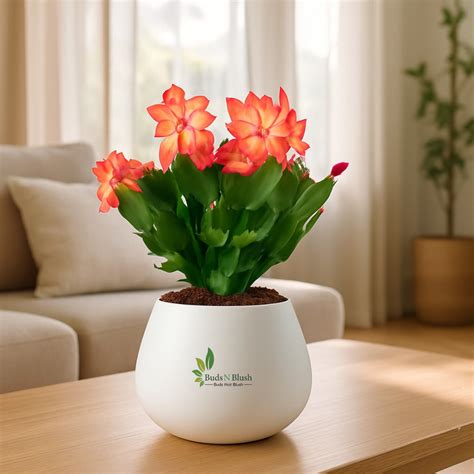 Christmas Cactus Red