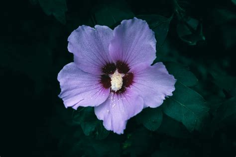 Purple Hibiscus Wallpaper Background Wallpaper Macro, Background,