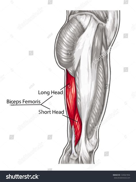 Biceps Femoris Long Short Head - Didactic Board Of Anatomy Of Leg Human ...