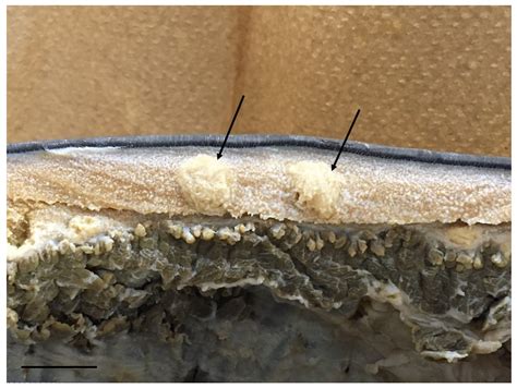 Re-Evaluation of the Cross-Reactions of the Antibody against the ...