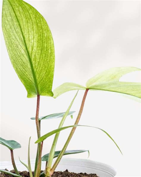 Florida Ghost Philodendron