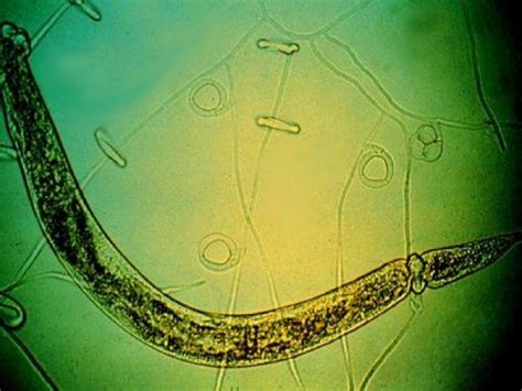 中科院科学家：真菌更喜欢从植物根部“揩油”，而非“吃糖”_绿政公署_澎湃新闻-The Paper