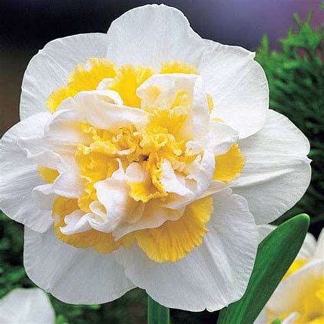 Buy Daffodil Flower Bulbs online from Nurserylive at lowest price.