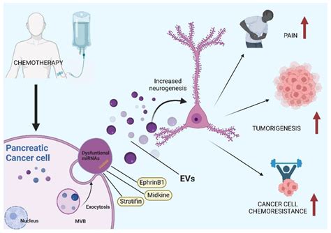 Perineural Invasion in Pancreatic Ductal Adenocarcinoma: From Molecules ...