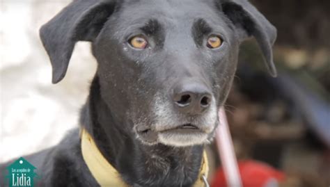 ‘Tu perrito’, a ritmo de ‘Despacito’ promueve adopción de mascotas ...