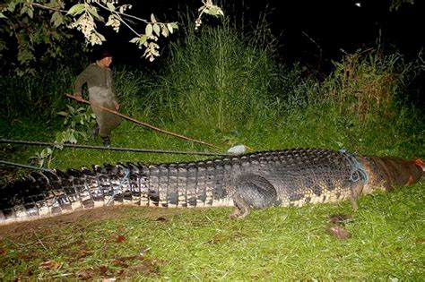 Pictures: Biggest Crocodile Ever Caught?