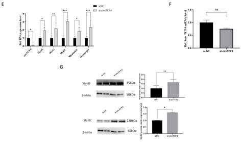 CircTCF4 Suppresses Proliferation and Differentiation of Goat Skeletal ...