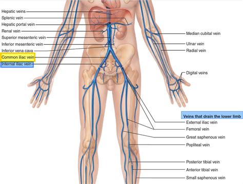 Common iliac vein anatomy and function