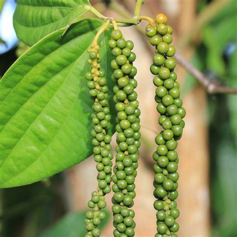 Black Pepper | Black pepper plant, Pepper plants, Seeds