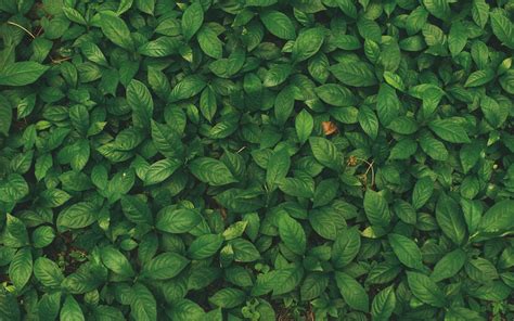 Download wallpaper 2560x1600 leaves, veins, plant, grass widescreen 16: ...
