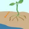 Explain geotropism and hydrotropism - Brainly.in