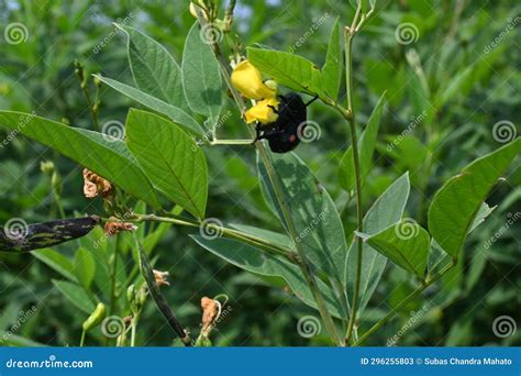 Pigeon Pea Crop with Flowers. Stock Image - Image of flowers, tropical ...