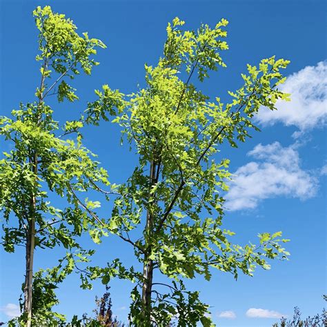 Bur Oak Tree - Southern Idaho Landscape Center