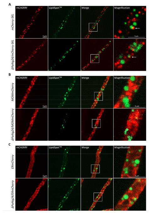 Lifespan Increase of Podospora anserina by Oleic Acid Is Linked to ...